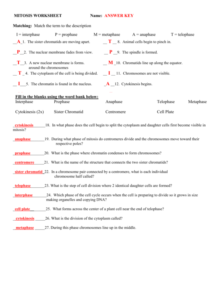 Cell Cycle Vocabulary Worksheet Answer Key — excelguider.com