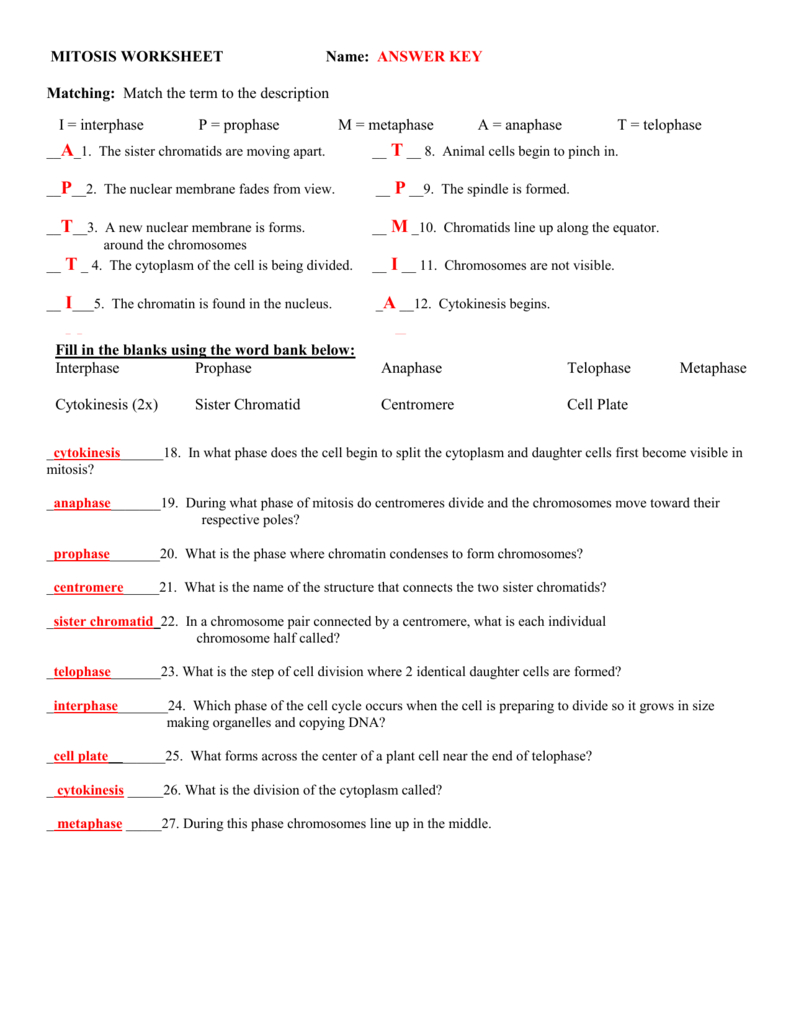 Mitosis Worksheet And Cell Cycle Vocabulary Worksheet Answer Key