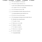 Mitosis Worksheet  Cmediadrivers As Well As Onion Cell Mitosis Worksheet Key