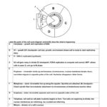 Mitosis Worksheet  Diagram Identification Within Cell Cycle Practice Worksheet
