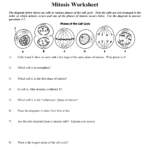 Mitosis Worksheet For Onion Cell Mitosis Worksheet Key