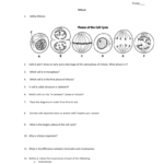 Mitosis Worksheet Intended For Mitosis Worksheet Answers