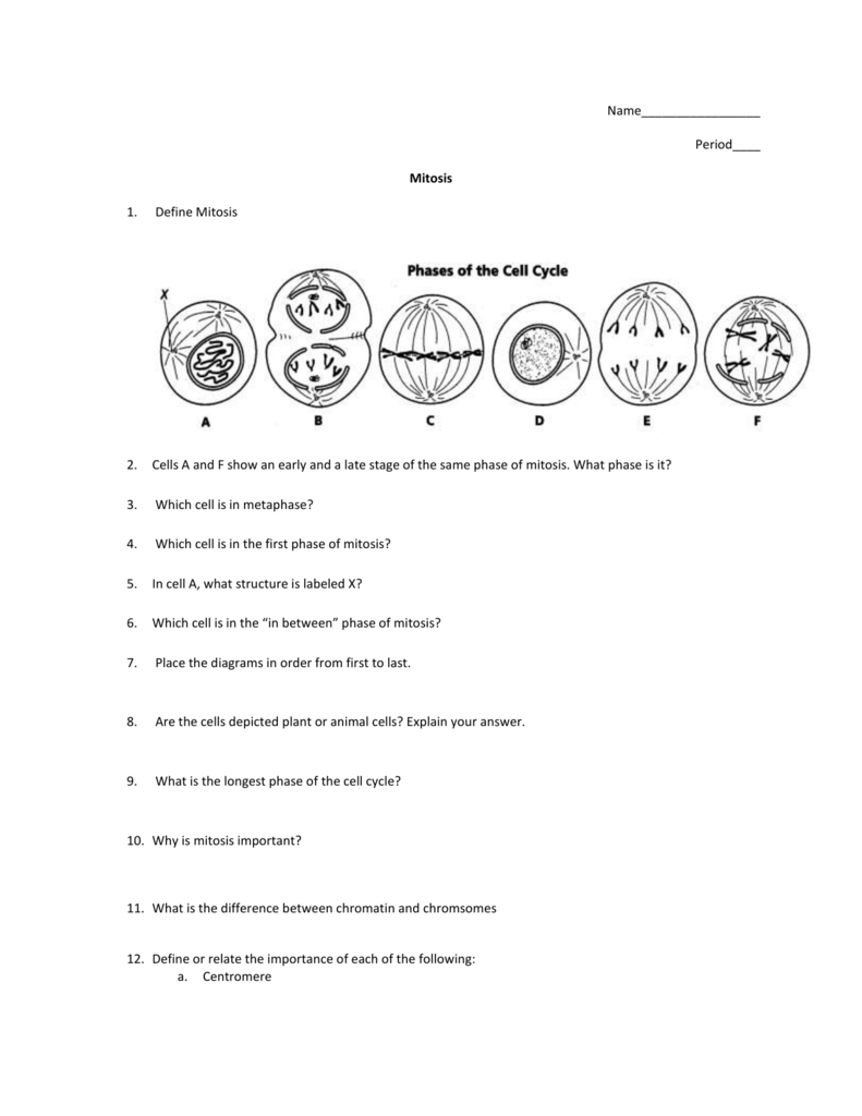 Mitosis Worksheet Intended For Mitosis Worksheet Answers