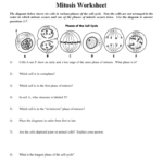 Mitosis Worksheet Or Cell Division And Mitosis Worksheet Answer Key