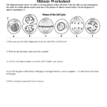 Mitosis Worksheet With Regard To Mitosis Worksheet Answers