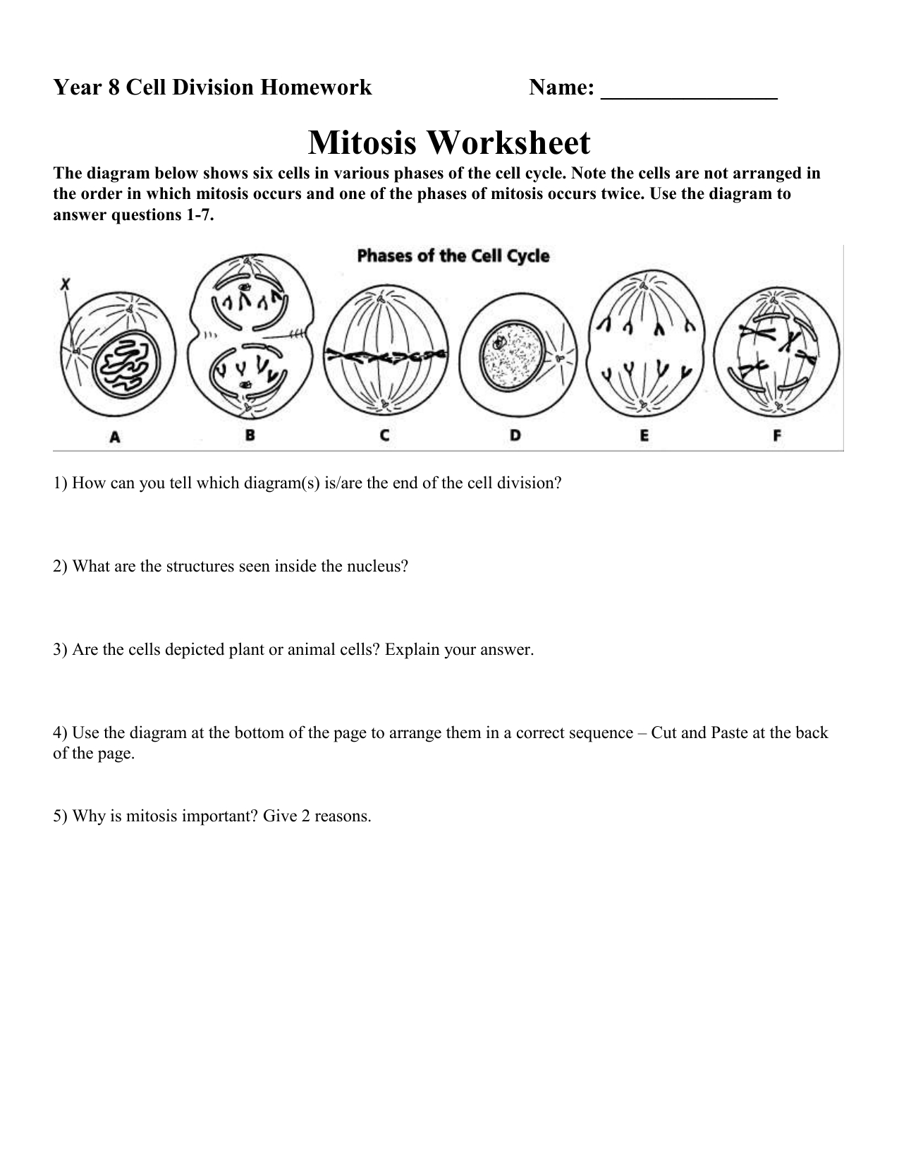 Mitosis Worksheet With Regard To Mitosis Worksheet Answers