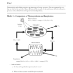 Model 1 – Comparison Of Photosynthesis And Respiration For Photosynthesis And Cellular Respiration Worksheet High School
