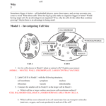 Model 1 – Investigating Cell Size Or Global Climate Change Worksheet Answers Pogil