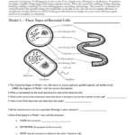 Model 3 – Structural Comparisons In Prokaryotic And Eukaryotic Cells Worksheet Answers