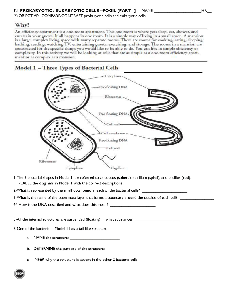 Model 3 – Structural Comparisons In Prokaryotic And Eukaryotic Cells Worksheet Answers
