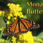Monarch Butterfly Facts Pictures  Video Find Out About The Within Animal Migration Super Teacher Worksheets