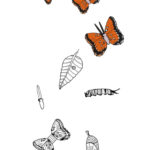 Monarch Butterfly Worksheets  Briefencounters Inside Monarch Butterfly Worksheets