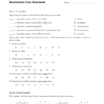 Monohybrid Cross Problems With Monohybrid Cross Problems Worksheet With Answers