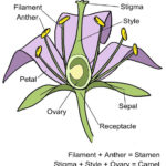 Mr Horrocks' Biology – 9 Hl Plant Biology Throughout Flower Anatomy Worksheet Key