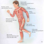 Muscle Names Worksheets  Isaiahrobledo1's Blog With Muscle Worksheets For Kids