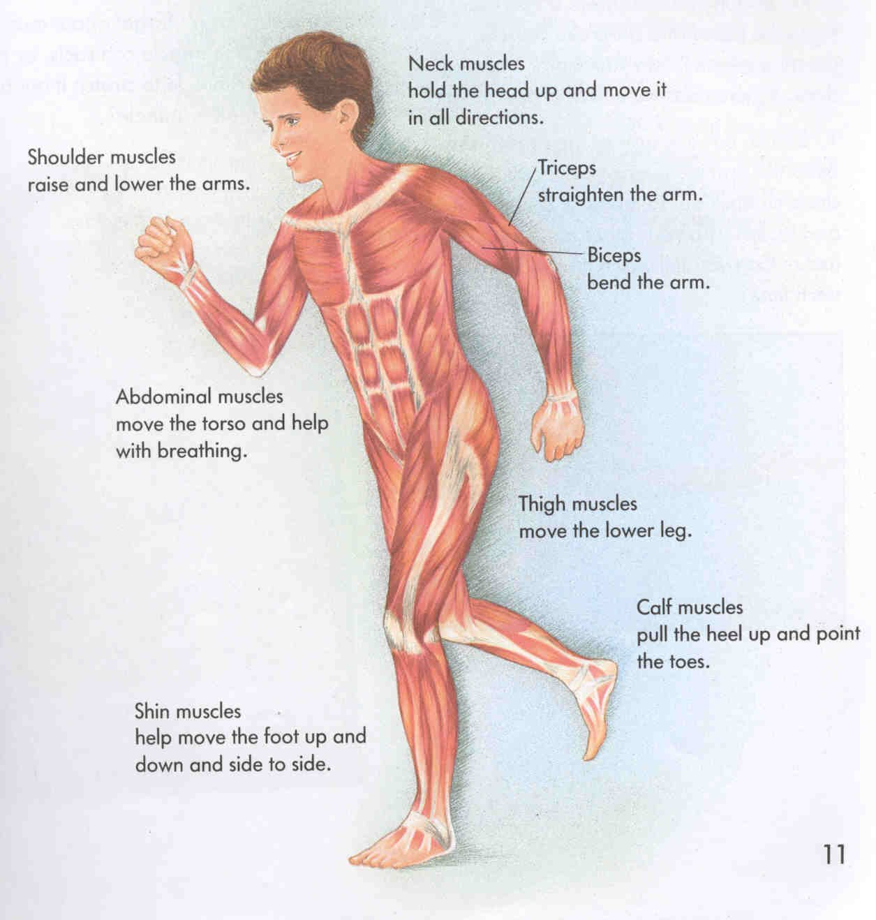 Muscle Names Worksheets  Isaiahrobledo1's Blog With Muscle Worksheets For Kids