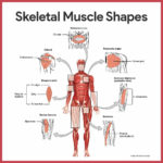 Muscular System Anatomy And Physiology  Nurseslabs Along With Muscular System Worksheet