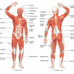 Muscular System Drawing At Paintingvalley  Explore Collection Or Muscular System Worksheet Answers