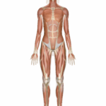 Muscular System  Muscles Of The Human Body Intended For Muscular System Worksheet