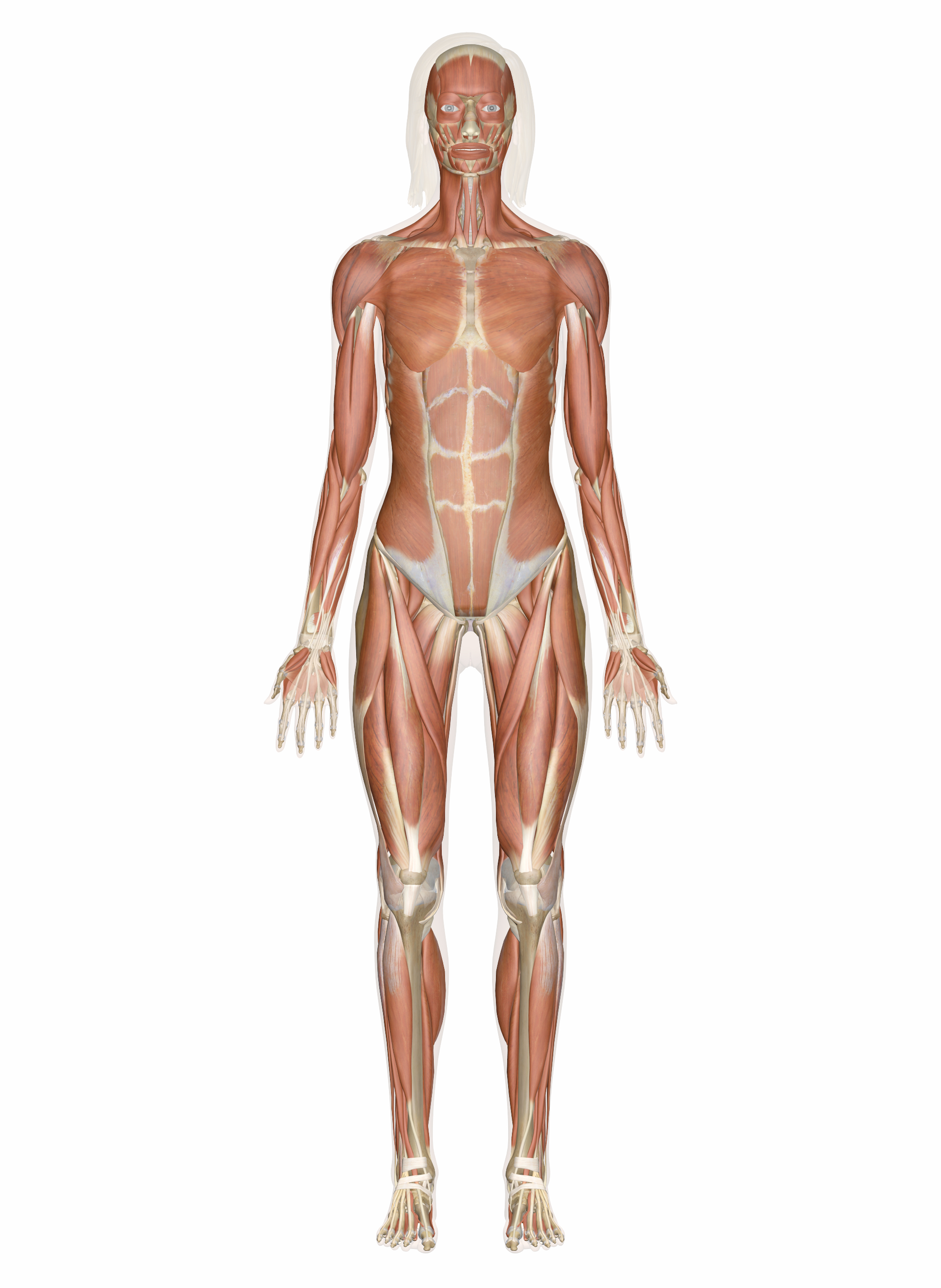 Muscular System  Muscles Of The Human Body Intended For Muscular System Worksheet