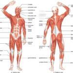Muscular System Posterior View 1 Diagram  Quizlet Together With Muscular System Worksheet