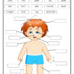 My Body Body Parts Worksheet In Body Image Worksheets