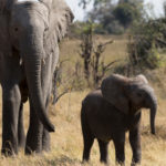 Naledi One Little Elephant  About  Nature  Pbs And A Tale Of Two Elephants Worksheet