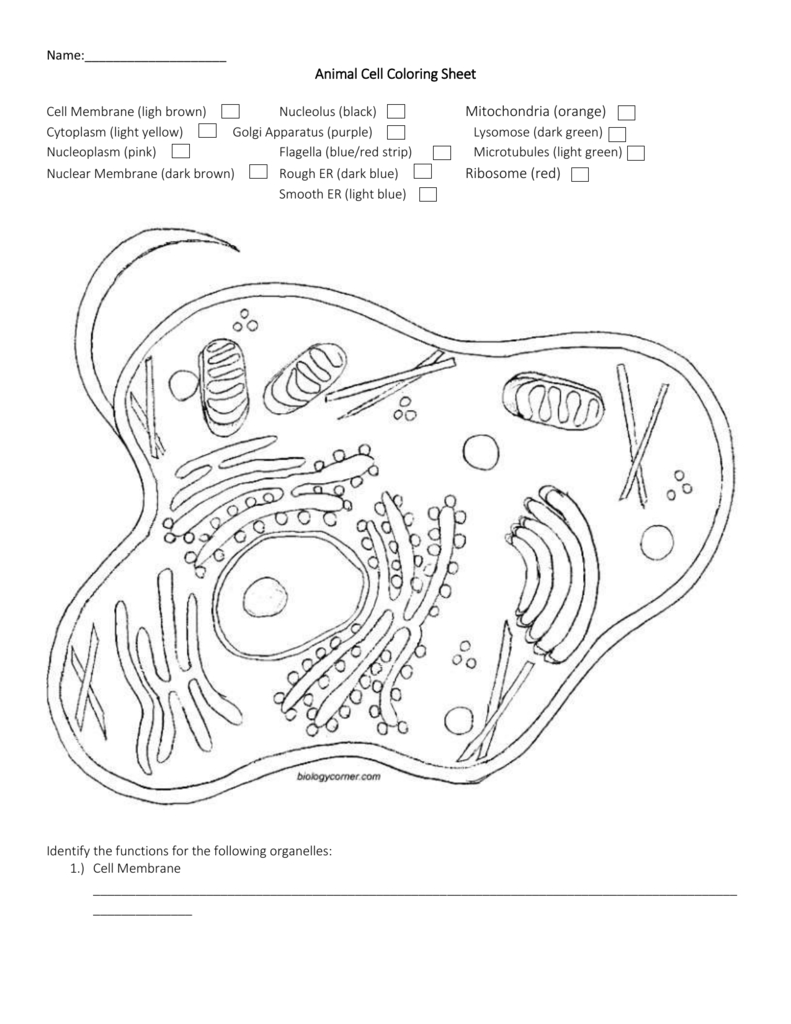 Name Animal Cell Coloring Sheet Cell Membrane Ligh Brown Pertaining To Animal Cell Worksheet Answers