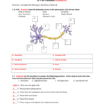 Name Period Anatomy  Physiology Ch 7 Part 1 Worksheet 55 In Anatomy And Physiology Worksheets