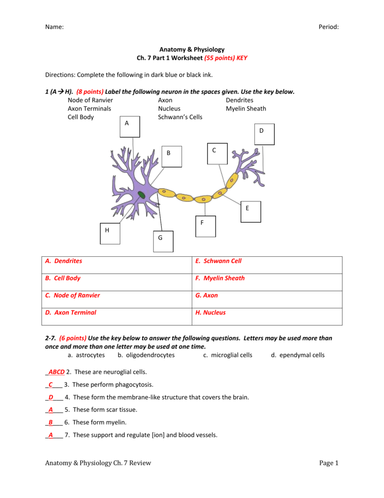 Name Period Anatomy  Physiology Ch 7 Part 1 Worksheet 55 Throughout Chapter 7 The Nervous System Worksheet Answers