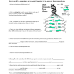 Name Toc  Dna Structure Worksheet Use Your Dna In Dna Worksheet Answers