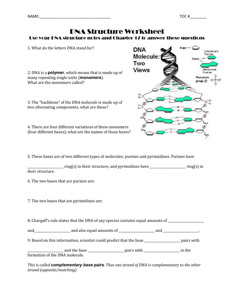 Name Toc  Dna Structure Worksheet Use Your Dna In Dna Worksheet Answers