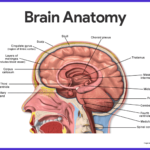 Nervous System Anatomy And Physiology  Nurseslabs Within Brain Lab Worksheet