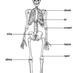Nervous System Diagram To Label  Diagram Of Anatomy For Muscle Worksheets For Kids