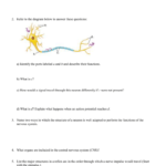 Nervous System Review Sheet Inside Organization Of The Nervous System Worksheet Answers