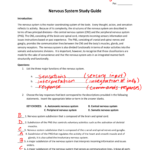 Nervous System Study Guide For Chapter 7 The Nervous System Worksheet Answers