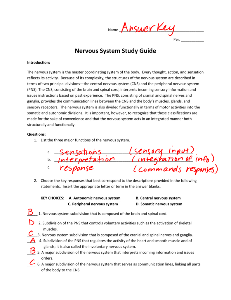 Nervous System Study Guide For Chapter 7 The Nervous System Worksheet Answers