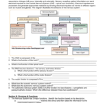 Nervous System Worksheet  Jackson County Faculty Sites In Organization Of The Nervous System Worksheet Answers