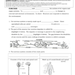Nervoussystemworksheet With Organization Of The Nervous System Worksheet Answers