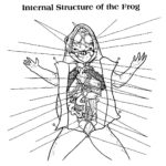 New Page 1 As Well As Frog Dissection Worksheet