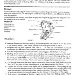 New Page 1 Intended For Frog Dissection Lab Worksheet Answer Key