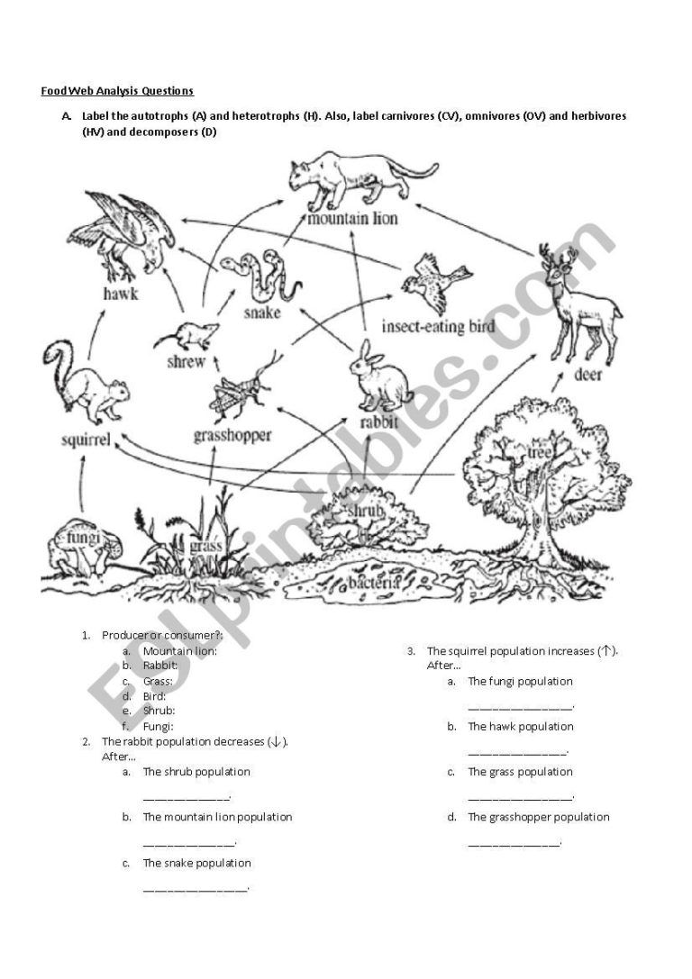 newcomer-food-web-analysis-questions-esl-worksheetmsewhitebio-regarding