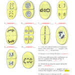 On Each Of The Images Label The Phase Of Meiosis Together With Phases Of Meiosis Worksheet