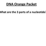 On Target Do This On Your Warm Up Worksheet  Ppt Download In Dna Structure And Function Worksheet