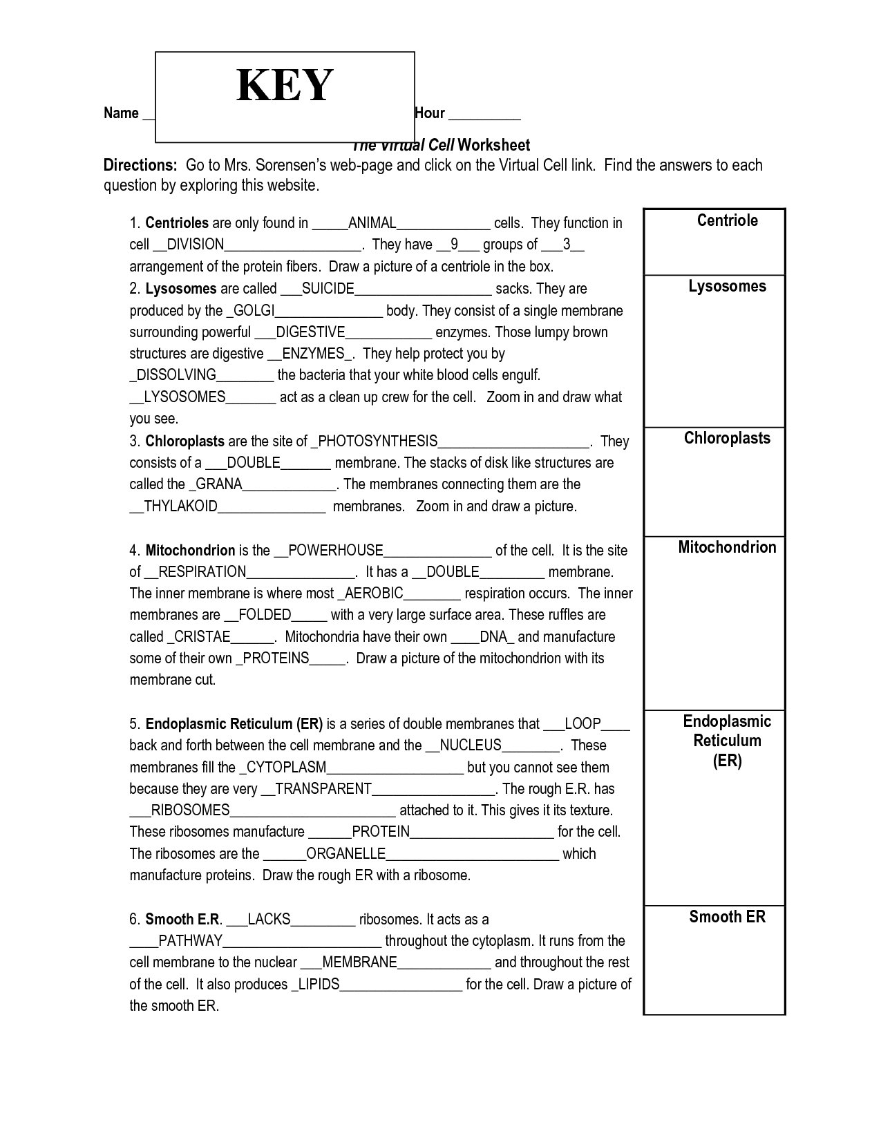Onion Cell Mitosis Worksheet Answers The Best Worksheets Image Pertaining To Onion Cell Mitosis Worksheet Key
