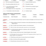Onion Cell Mitosis Worksheet Key  Briefencounters Pertaining To Onion Cell Mitosis Worksheet Key