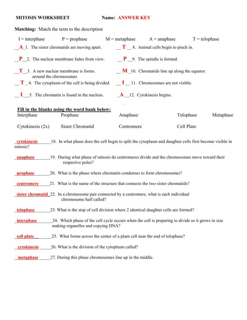 Onion Cell Mitosis Worksheet Key  Briefencounters Pertaining To Onion Cell Mitosis Worksheet Key