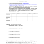 Onion Root Tip Mitosis Lab In Onion Cell Mitosis Worksheet Key