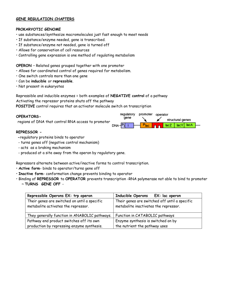 Operon Also Control Of Gene Expression In Prokaryotes Pogil Worksheet Answers