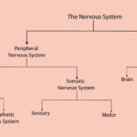 Organization Of The Nervous System Along With Organization Of The Nervous System Worksheet Answers